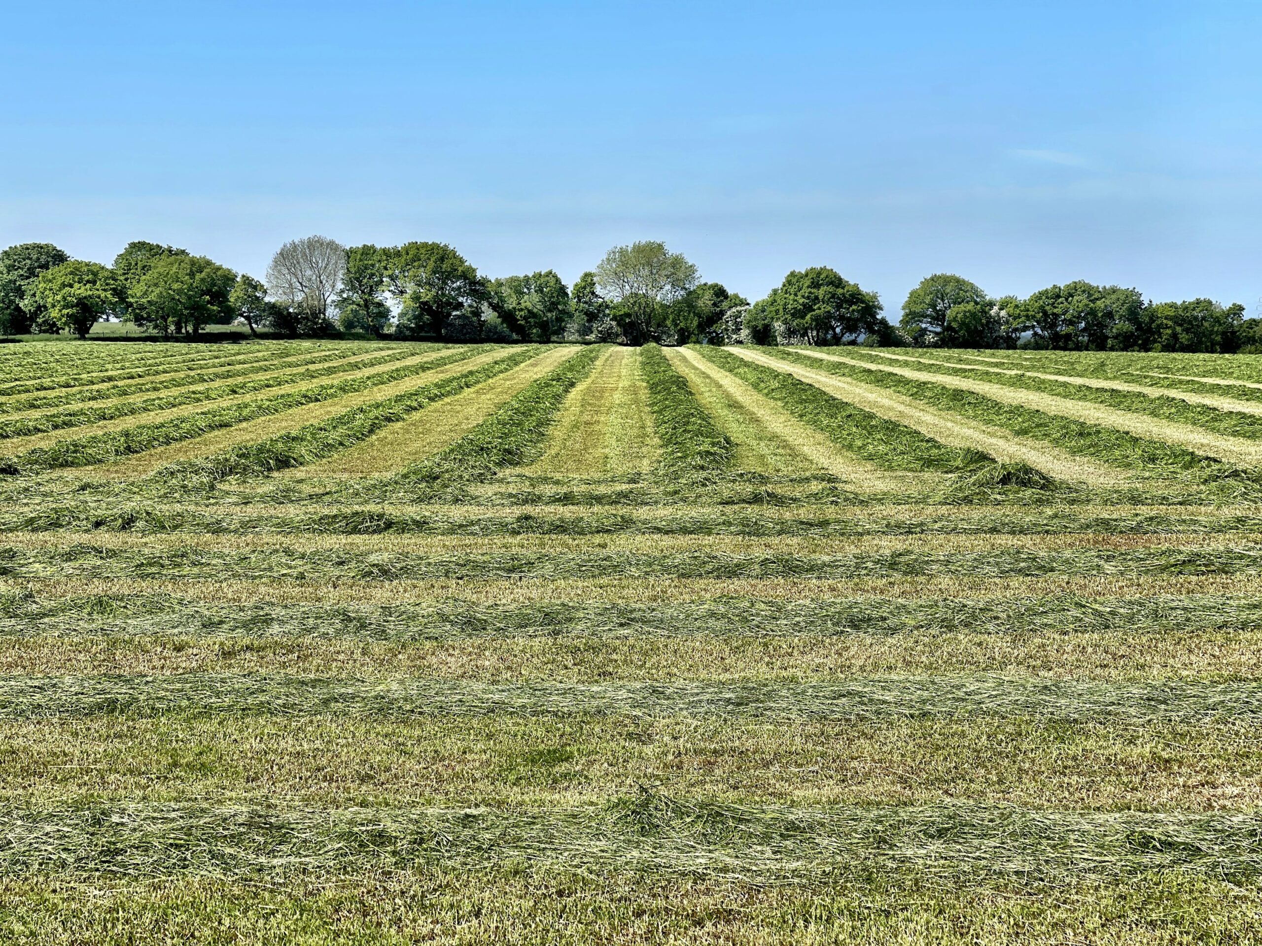 昼間の青空に映える緑の芝生